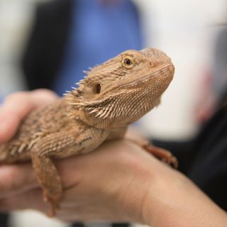 A bearded dragon at the University of Canberra