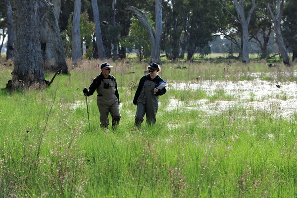 Two researchers undertake field studies in a wetland area, both wearing waders they are surrounded by grass and trees.