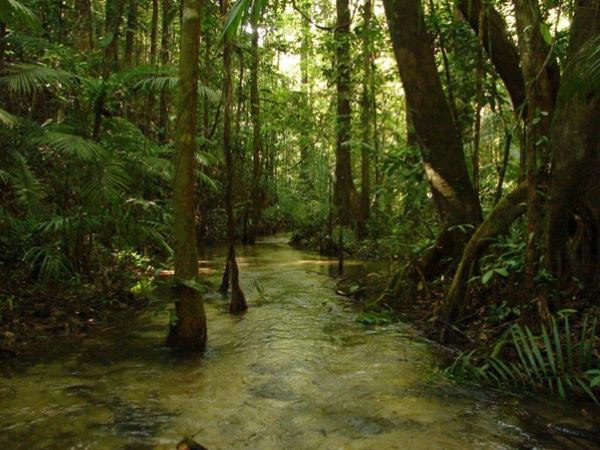 Stream in the Amazon basin