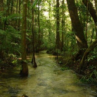 Stream in the Amazon basin