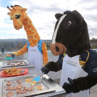 Sporting mascots Cappie the Giraffe and Brumby Jack cook bacon and eggs on a BBQ at Cooper Lodge